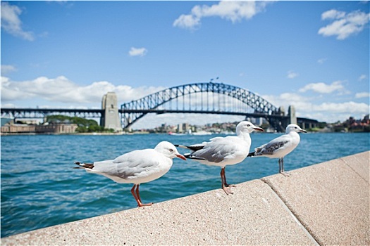 海鸥,悉尼海港大桥