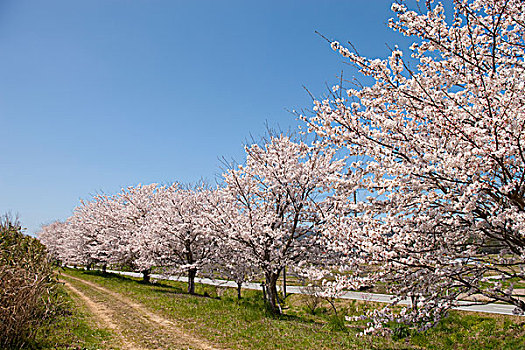 樱花,兵库,日本