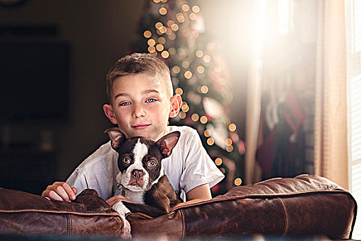 男孩,头像,波士顿犬,沙发,正面,圣诞树
