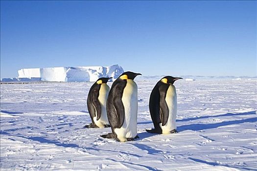 冬天,帝企鹅,阿特卡湾,南极