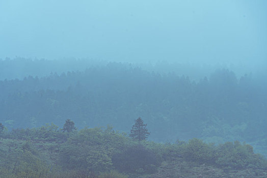 雾气弥漫的森林