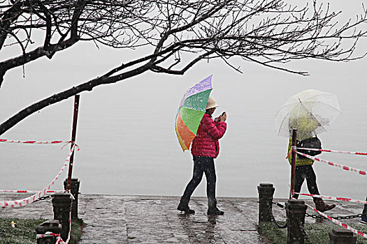 杭州,西湖,树木,树,树林,雪,水墨画,朦胧,仙境,冬天,平静,姿态,断桥,下雪