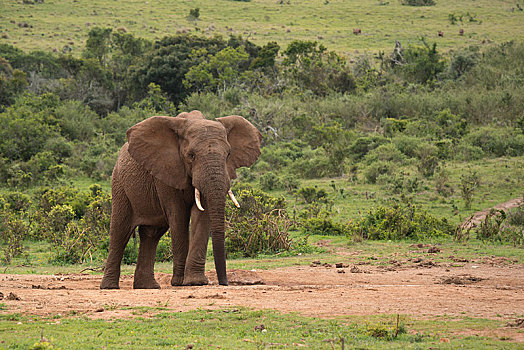 非洲象,寻找,水,阿多大象国家公园,南非,非洲