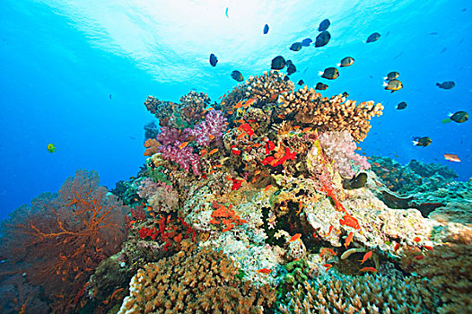 雀鲷,彩色,珊瑚礁,水,维提岛,斐济,南太平洋