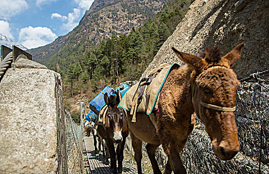 尼泊尔,驴,走,吊桥,户外,靠近,珠穆朗玛峰