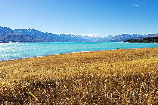 草地,靠近,湖,夏天,晴天,新西兰