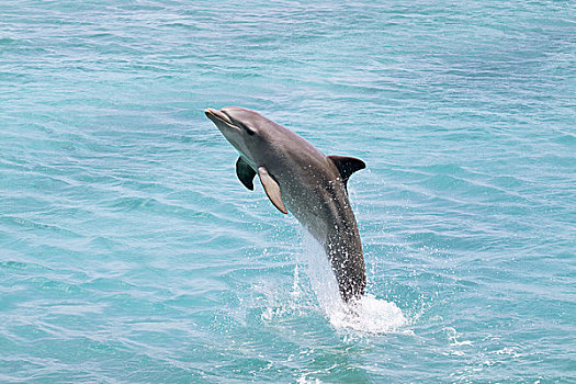荷属列斯群岛,加勒比海,大西洋瓶鼻海豚,宽吻海豚,海洋