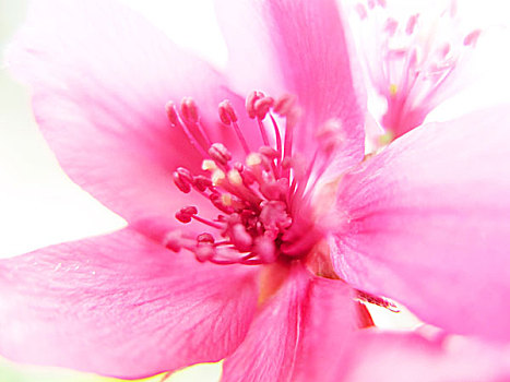粉色花