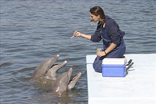 两个,海豚,训练者,研究中心,佛罗里达,美国