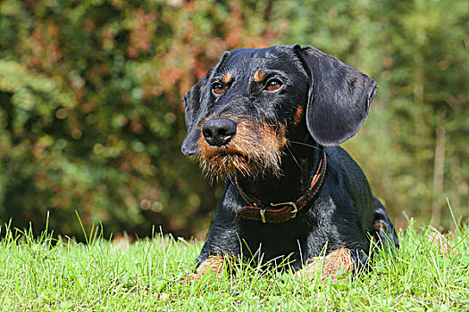 达克斯猎狗,黑色,红棕色,19个月,卧,草地,北莱茵威斯特伐利亚,德国,欧洲