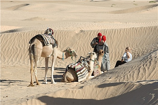撒哈拉沙漠,骆驼