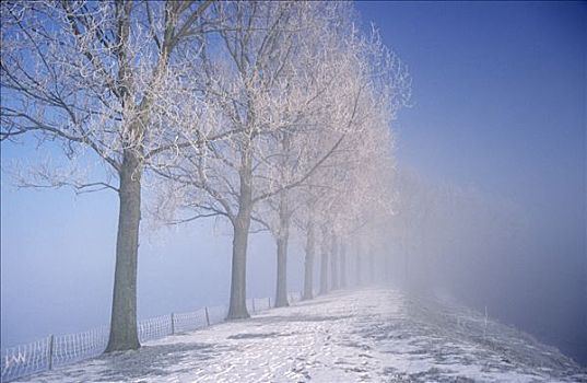 雪,小路,排列,秃树,冬天,荷兰