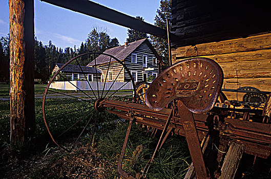 棉白杨,历史公园,特征,不列颠哥伦比亚省,加拿大
