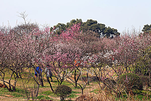 梅花,花朵,梅园,春天,报春