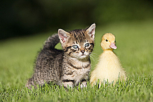 小猫,小鸭子,草地