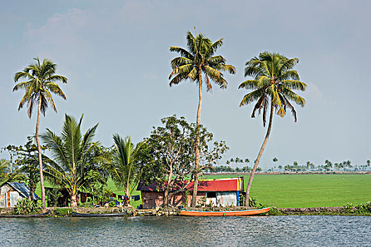 房子,棕榈树,稻田,后面,死水,运河,喀拉拉,印度,亚洲