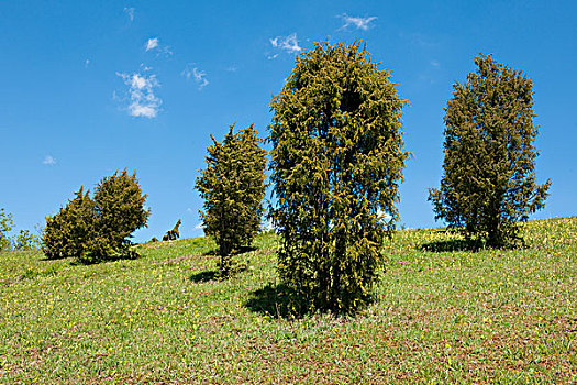桧属植物,石南灌丛,杜松,靠近,图林根州,德国,欧洲