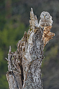 乌拉尔猫头鹰,长尾林鸮,坐,老,桦树,树干,波希米亚风格,树林,捷克共和国,欧洲