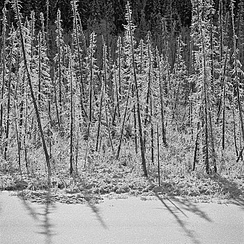 树林,罗布森山省立公园,不列颠哥伦比亚省,加拿大