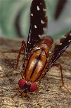 果蝇,巴布亚新几内亚