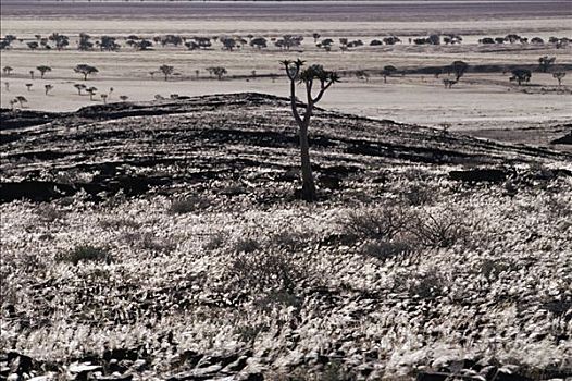 草,砾石,纳米布沙漠