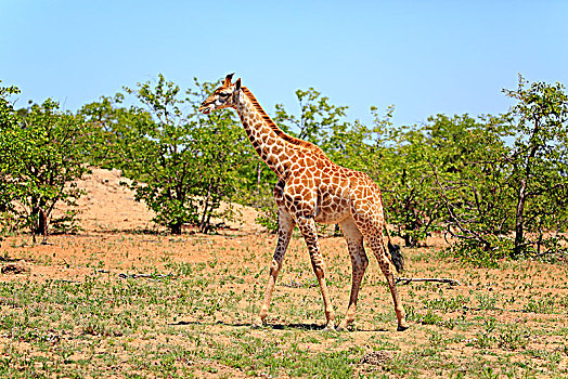 南方长颈鹿,长颈鹿,成年,克鲁格国家公园,南非,非洲