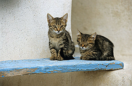 两个,猫,希腊