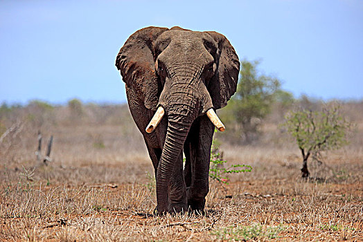 非洲象,成年,雄性,雄性动物,灌木,大草原,克鲁格国家公园,南非,非洲