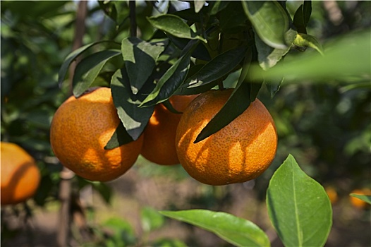 树枝上挂满的橙子