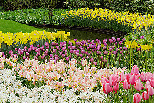 郁金香,水仙花,花园,库肯霍夫花园,荷兰