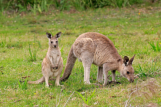 大灰袋鼠,灰袋鼠,成年,女性,小动物,喂食,国家公园,新南威尔士,澳大利亚,大洋洲