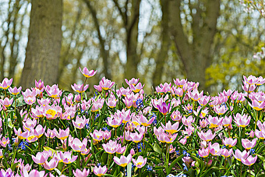 粉色,郁金香,盛开,春天,库肯霍夫花园,荷兰南部,荷兰