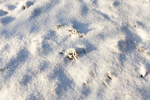 雪地,冬天