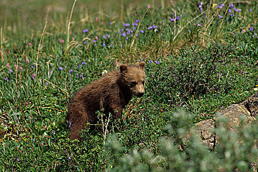 美国,阿拉斯加,德纳里峰国家公园,大灰熊,幼兽