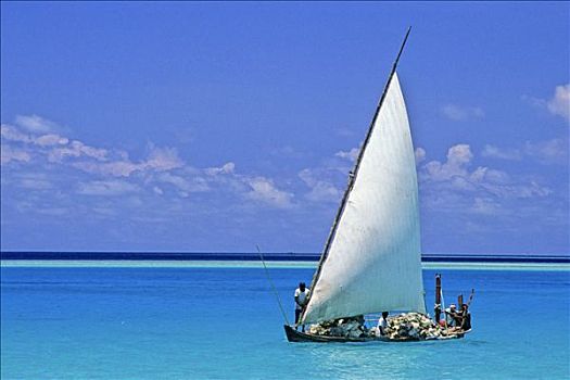 马尔代夫,男人,运输,珊瑚,小船