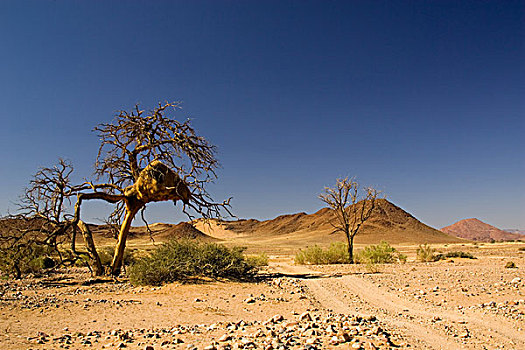 纳米比亚,国家公园,索苏维来地区,大,鸟窝,树上