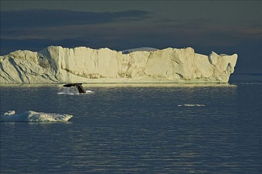 尾部,潜水,驼背鲸,大翅鲸属,鲸鱼,正面,冰山,迪斯科湾,伊路利萨特,西格陵兰,格陵兰,北极