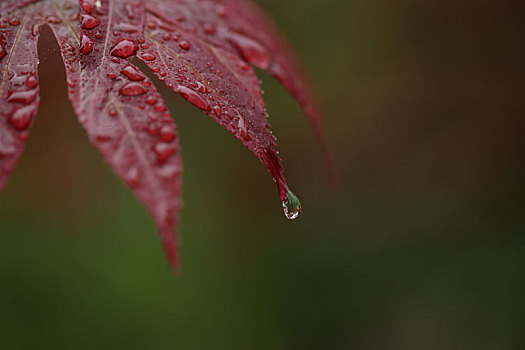 雨后的红叶