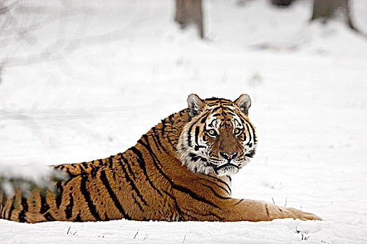 西伯利亚虎,雪中