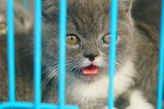 宠物店的猫