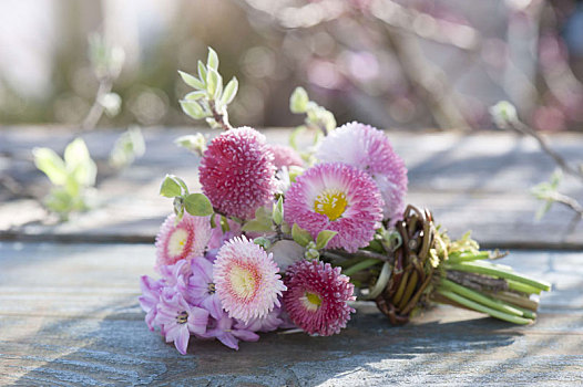 小,花束,雏菊属,风信子