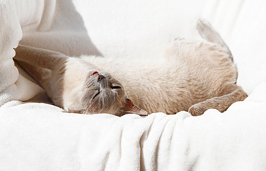缅甸,猫,10星期大,老,躺着,可爱,毯子