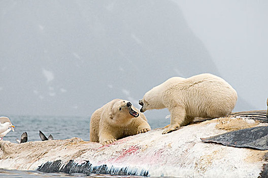 挪威,斯瓦尔巴群岛,斯匹次卑尔根岛,北极熊,争斗,一个,上方,畜体,死,鳍鲸,长须鲸,漂浮,海岸