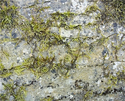 石头,表面,苔藓