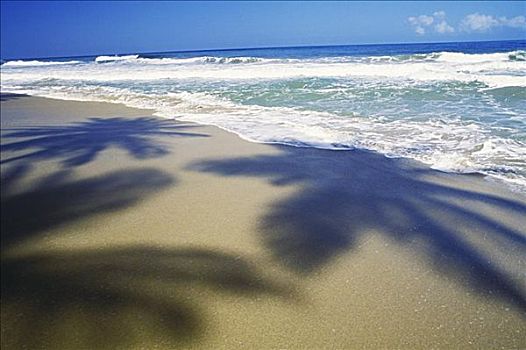 影子,棕榈树,海滩,加勒比海