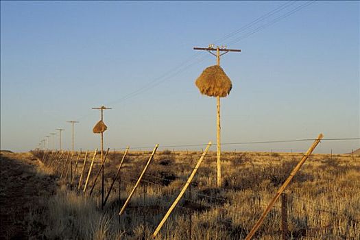 鸟窝,电线杆,南非