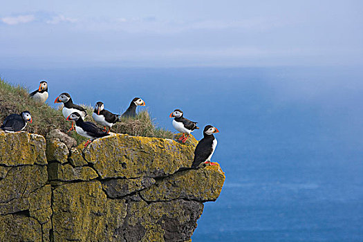 大西洋海雀,角嘴海雀,北极,悬崖,冰岛