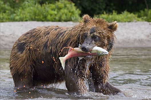 棕熊,抓住,三文鱼,女性,堪察加半岛,俄罗斯