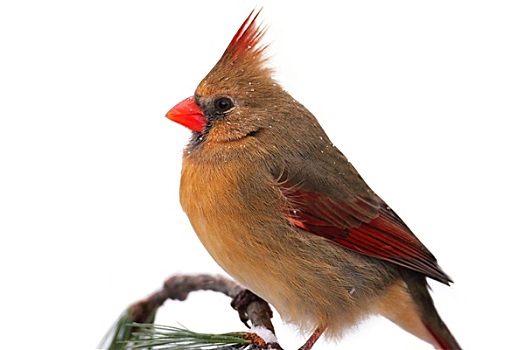 雌性,主红雀,白色背景