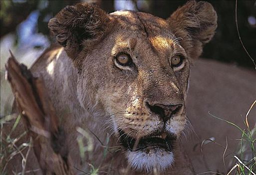 肖像,专注,看,雌狮,母狮,狮子,哺乳动物,猫科动物,马赛马拉,肯尼亚,非洲,动物